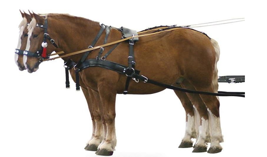 10FINIMENTO DOPPIO EXTRA FULL PFIFF Salone del Cavallo online 10FINIMENTO DOPPIO EXTRA FULL PFIFF Salone del Cavallo online